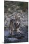 Gray Wolf Crossing a River-DLILLC-Mounted Photographic Print