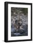 Gray Wolf Crossing a River-DLILLC-Framed Photographic Print