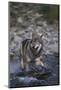 Gray Wolf Crossing a River-DLILLC-Mounted Photographic Print