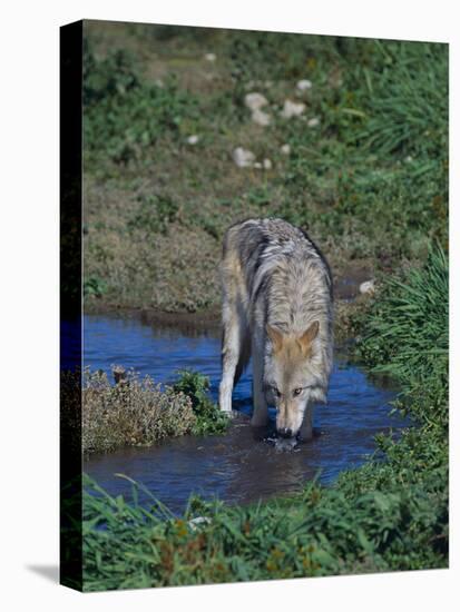 Gray Wolf Drinking from Stream-DLILLC-Stretched Canvas