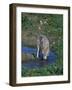 Gray Wolf Drinking from Stream-DLILLC-Framed Photographic Print