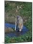 Gray Wolf Drinking from Stream-DLILLC-Mounted Photographic Print