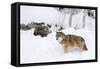 Gray Wolf During Winter in National Park Bavarian Forest. Bavaria, Germany-Martin Zwick-Framed Stretched Canvas