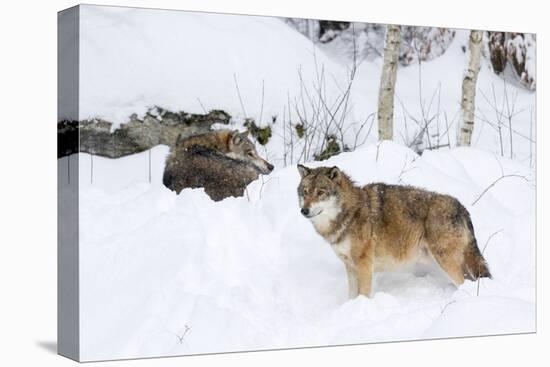 Gray Wolf During Winter in National Park Bavarian Forest. Bavaria, Germany-Martin Zwick-Stretched Canvas