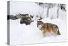 Gray Wolf During Winter in National Park Bavarian Forest. Bavaria, Germany-Martin Zwick-Stretched Canvas