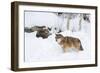 Gray Wolf During Winter in National Park Bavarian Forest. Bavaria, Germany-Martin Zwick-Framed Photographic Print