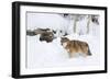 Gray Wolf During Winter in National Park Bavarian Forest. Bavaria, Germany-Martin Zwick-Framed Photographic Print