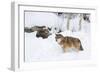 Gray Wolf During Winter in National Park Bavarian Forest. Bavaria, Germany-Martin Zwick-Framed Photographic Print