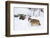 Gray Wolf During Winter in National Park Bavarian Forest. Bavaria, Germany-Martin Zwick-Framed Photographic Print