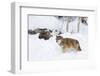 Gray Wolf During Winter in National Park Bavarian Forest. Bavaria, Germany-Martin Zwick-Framed Photographic Print