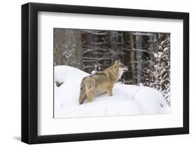 Gray Wolf During Winter in National Park Bavarian Forest. Bavaria, Germany-Martin Zwick-Framed Photographic Print