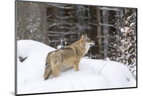 Gray Wolf During Winter in National Park Bavarian Forest. Bavaria, Germany-Martin Zwick-Mounted Photographic Print