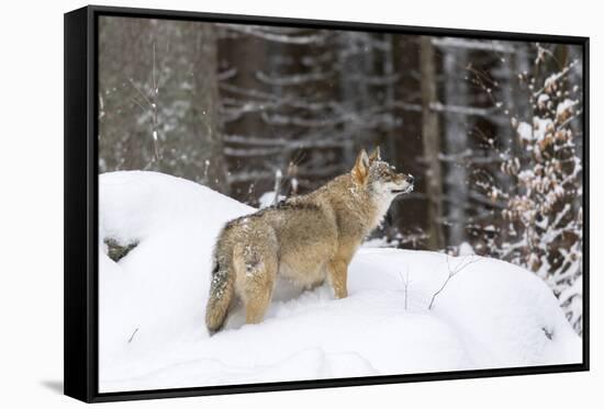 Gray Wolf During Winter in National Park Bavarian Forest. Bavaria, Germany-Martin Zwick-Framed Stretched Canvas