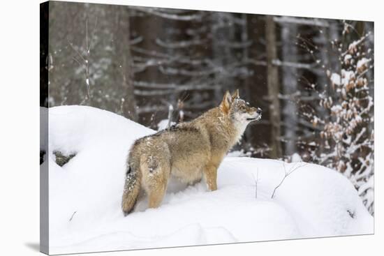 Gray Wolf During Winter in National Park Bavarian Forest. Bavaria, Germany-Martin Zwick-Stretched Canvas