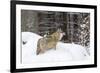 Gray Wolf During Winter in National Park Bavarian Forest. Bavaria, Germany-Martin Zwick-Framed Photographic Print