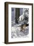 Gray Wolf During Winter in National Park Bavarian Forest. Bavaria, Germany-Martin Zwick-Framed Photographic Print