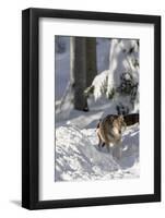 Gray Wolf During Winter in National Park Bavarian Forest. Bavaria, Germany-Martin Zwick-Framed Photographic Print