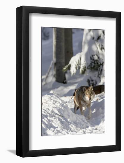 Gray Wolf During Winter in National Park Bavarian Forest. Bavaria, Germany-Martin Zwick-Framed Photographic Print