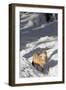 Gray Wolf During Winter in National Park Bavarian Forest. Bavaria, Germany-Martin Zwick-Framed Photographic Print