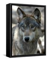 Gray Wolf Endangered-Dawn Villella-Framed Stretched Canvas