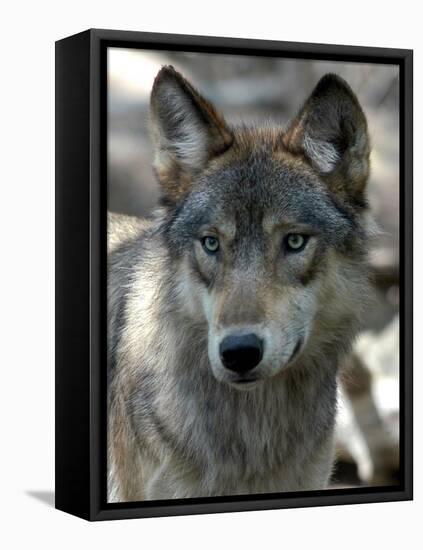 Gray Wolf Endangered-Dawn Villella-Framed Stretched Canvas