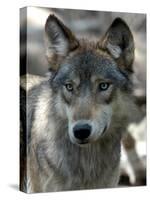Gray Wolf Endangered-Dawn Villella-Stretched Canvas