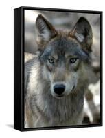 Gray Wolf Endangered-Dawn Villella-Framed Stretched Canvas