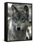 Gray Wolf Endangered-Dawn Villella-Framed Stretched Canvas