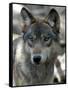 Gray Wolf Endangered-Dawn Villella-Framed Stretched Canvas