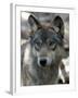 Gray Wolf Endangered-Dawn Villella-Framed Premium Photographic Print