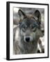 Gray Wolf Endangered-Dawn Villella-Framed Premium Photographic Print