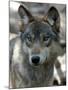 Gray Wolf Endangered-Dawn Villella-Mounted Premium Photographic Print