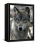 Gray Wolf Endangered-Dawn Villella-Framed Stretched Canvas