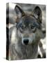 Gray Wolf Endangered-Dawn Villella-Stretched Canvas