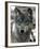 Gray Wolf Endangered-Dawn Villella-Framed Photographic Print