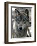 Gray Wolf Endangered-Dawn Villella-Framed Photographic Print