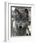 Gray Wolf Endangered-Dawn Villella-Framed Photographic Print