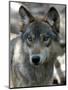 Gray Wolf Endangered-Dawn Villella-Mounted Photographic Print