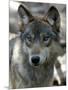 Gray Wolf Endangered-Dawn Villella-Mounted Photographic Print