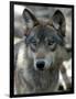 Gray Wolf Endangered-Dawn Villella-Framed Photographic Print