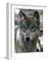 Gray Wolf Endangered-Dawn Villella-Framed Photographic Print