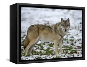 Gray Wolf (Grey Wolf), Canis Lupus, Wildlife Preserve, Rheinhardswald, Germany, Europe-Thorsten Milse-Framed Stretched Canvas