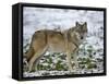 Gray Wolf (Grey Wolf), Canis Lupus, Wildlife Preserve, Rheinhardswald, Germany, Europe-Thorsten Milse-Framed Stretched Canvas