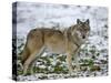 Gray Wolf (Grey Wolf), Canis Lupus, Wildlife Preserve, Rheinhardswald, Germany, Europe-Thorsten Milse-Stretched Canvas