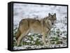 Gray Wolf (Grey Wolf), Canis Lupus, Wildlife Preserve, Rheinhardswald, Germany, Europe-Thorsten Milse-Framed Stretched Canvas