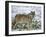 Gray Wolf (Grey Wolf), Canis Lupus, Wildlife Preserve, Rheinhardswald, Germany, Europe-Thorsten Milse-Framed Premium Photographic Print