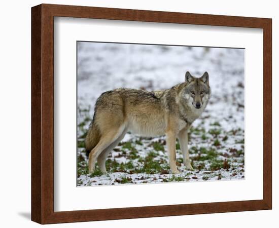 Gray Wolf (Grey Wolf), Canis Lupus, Wildlife Preserve, Rheinhardswald, Germany, Europe-Thorsten Milse-Framed Photographic Print