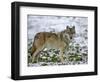 Gray Wolf (Grey Wolf), Canis Lupus, Wildlife Preserve, Rheinhardswald, Germany, Europe-Thorsten Milse-Framed Photographic Print