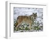 Gray Wolf (Grey Wolf), Canis Lupus, Wildlife Preserve, Rheinhardswald, Germany, Europe-Thorsten Milse-Framed Photographic Print