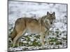 Gray Wolf (Grey Wolf), Canis Lupus, Wildlife Preserve, Rheinhardswald, Germany, Europe-Thorsten Milse-Mounted Photographic Print